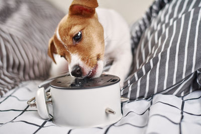 Jack russell terrier dog nibbles vintage alarm clock in bed. wake up and morning concept