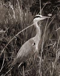 View of a bird on field