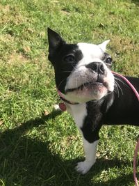 Portrait of dog lying on field