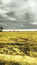 Scenic view of agricultural field against sky