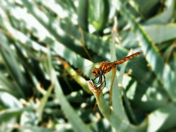 Close-up of insect on leaf