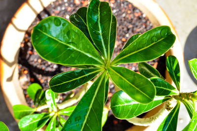 High angle view of potted plant leaves