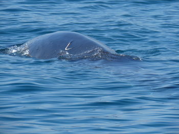 View of turtle swimming in sea