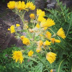 Yellow flowers in field