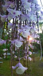 Close-up of purple flowers hanging on tree