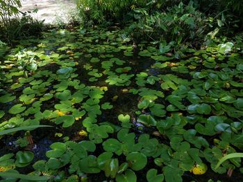 High angle view of leaves floating on pond