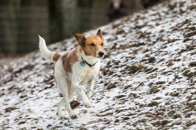 Dog running on field