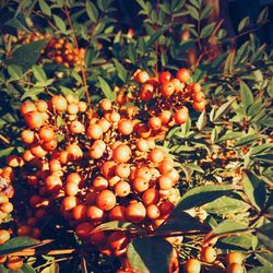 Close-up of fruits on tree