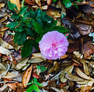 High angle view of various flowers blooming outdoors