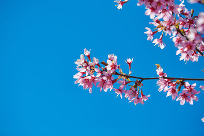 Low angle view of tree against clear blue sky