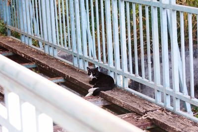 Cat on old bridge