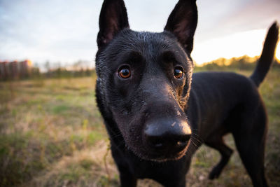 Close-up portrait of black dog on field