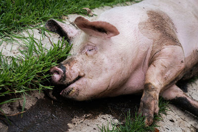 High angle view of animal sleeping in mud