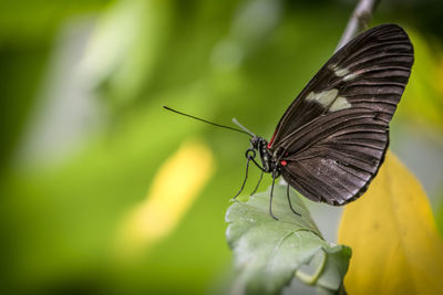 Close-up of butterfly on leaf