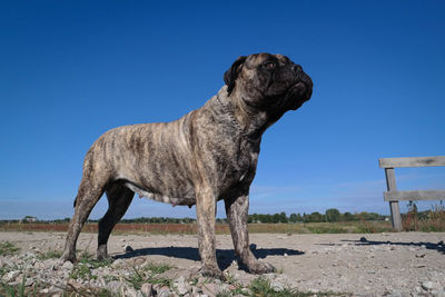 Dog standing on dirt road against clear blue sky