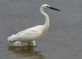 White duck in a lake