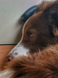 Close-up of dog looking away