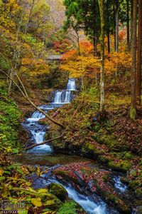 Stream flowing through forest