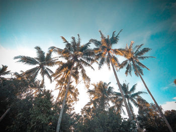 Low angle view of coconut palm trees against sky