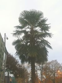 Low angle view of tree against sky