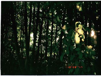 Trees in forest at night