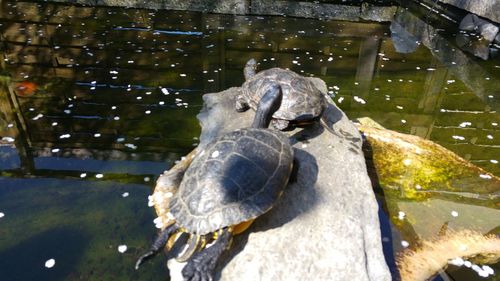 Close-up of turtle swimming in water