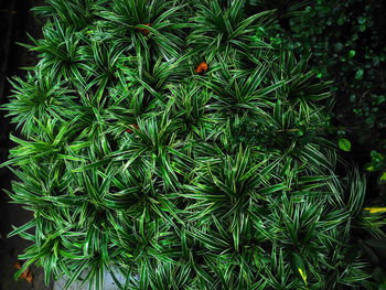 High angle view of coconut palm trees