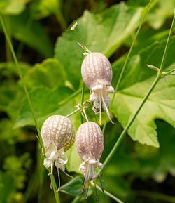 Close-up of snail on plant