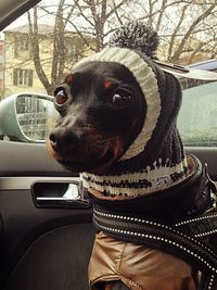 Close-up of dog sitting in car