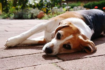 Close-up of dog lying down