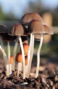 Close up of brown mushrooms growing in a field