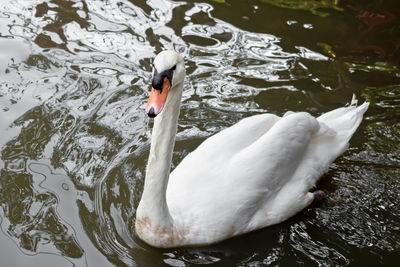 High angle view of swan in lake