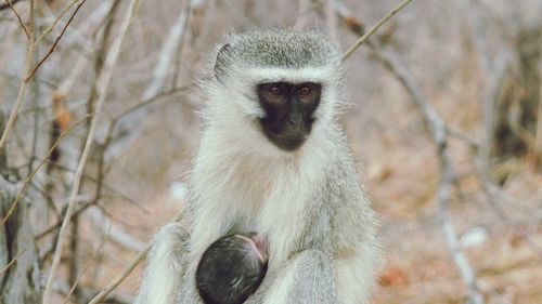 Close-up of monkey sitting outdoors