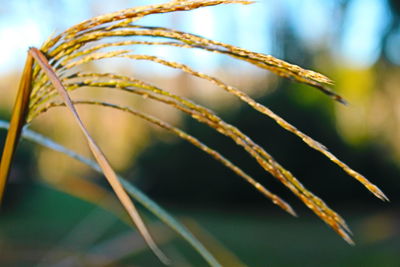 Close-up of plant against blurred background