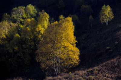 High angle view of trees in forest