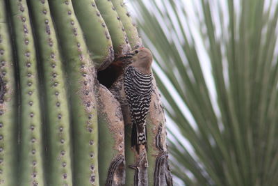 Close-up of cactus