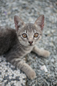 Close-up portrait of small kitten