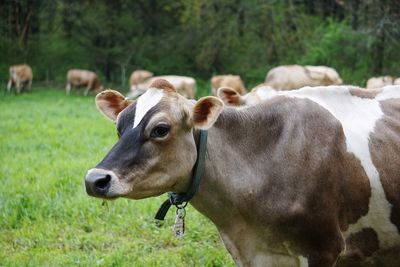 Close-up of cow standing on field