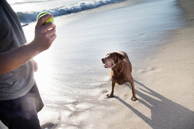 Midsection of man holding ball by dog at juno beach