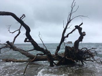 Bare tree by sea against sky