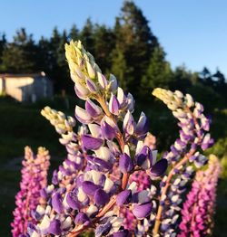 Close-up of pink flowering plant