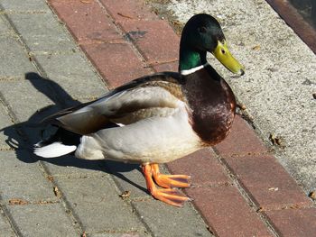 High angle view of mallard duck