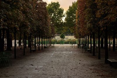 Empty road along trees