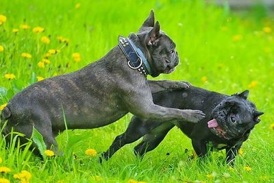 Dog on grassy field