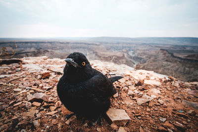 Close-up of a bird on rock