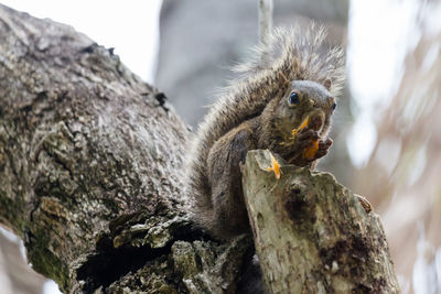 Close-up of lizard on tree