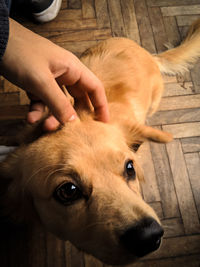 High angle view of man with dog