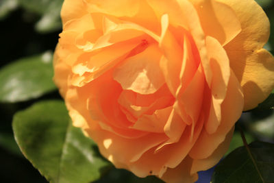 Close-up of rose blooming outdoors
