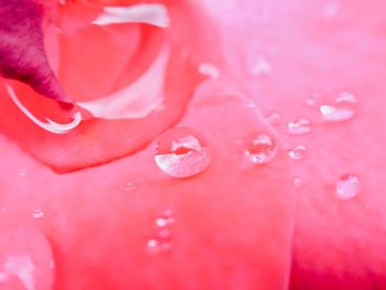 Close-up of raindrops on pink rose