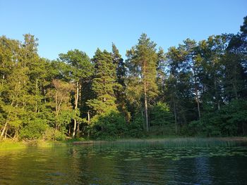 Scenic view of lake in forest against sky